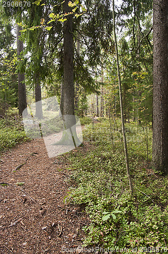 Image of Forest trail