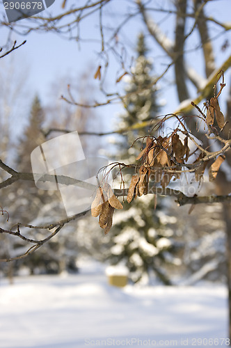 Image of Snowy maple