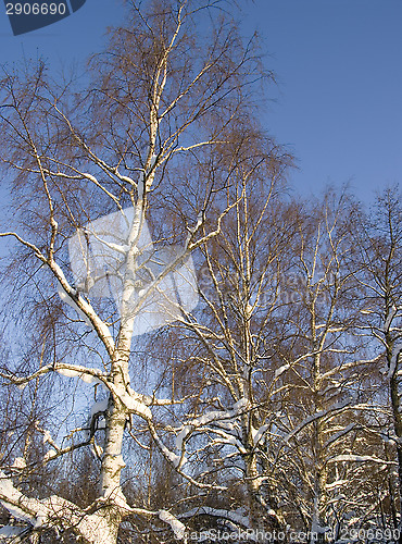 Image of Snowy birch