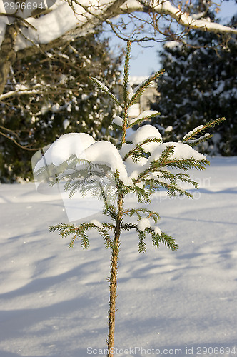 Image of Snowy tree