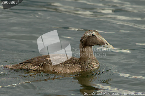 Image of Eider