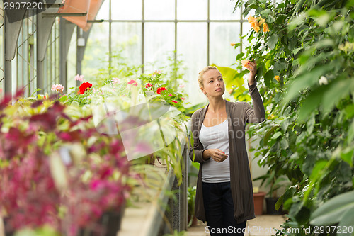 Image of Florists woman working in greenhouse. 
