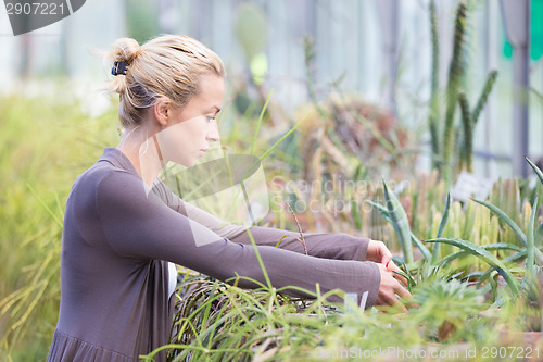 Image of Florists woman working in greenhouse. 