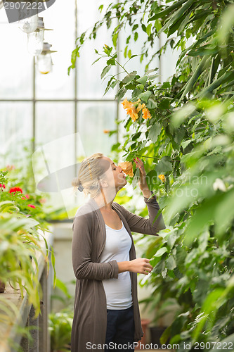 Image of Florists woman working in greenhouse. 