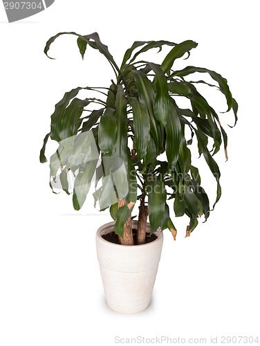 Image of Yucca in a white pot