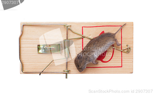 Image of Mouse in a mousetrap