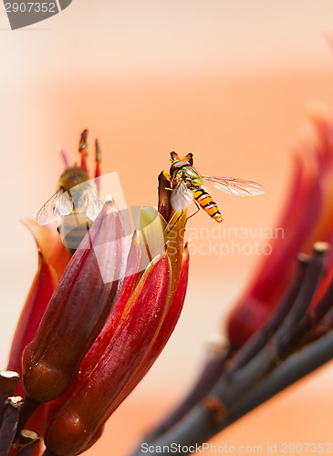 Image of hoverfly on cordyline