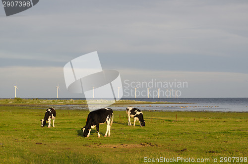 Image of Grazing cattle and wind turbines