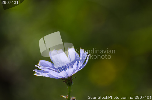 Image of Chicory flower closeup portrait