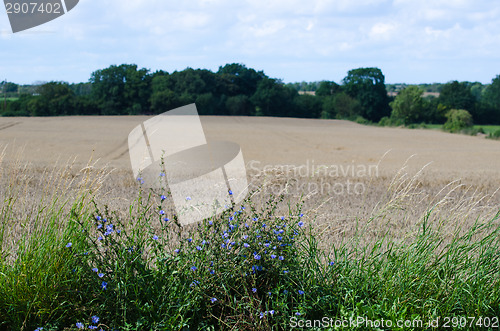 Image of Chicory flowers by a corn field