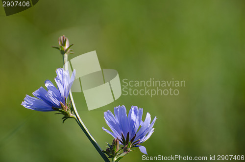 Image of Sunlit chicory flowers
