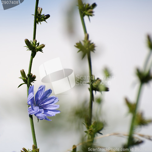 Image of Chicory flower closeup