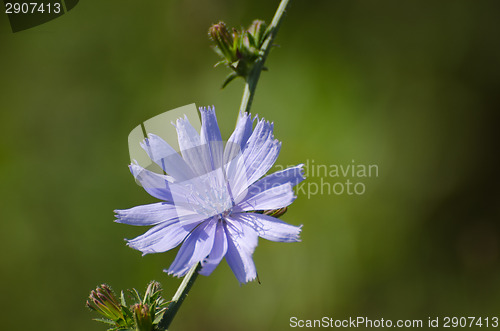 Image of Chicory flower closeup at a stem