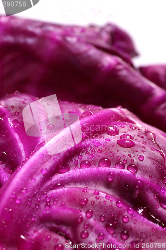 Image of fresh purple cabbage