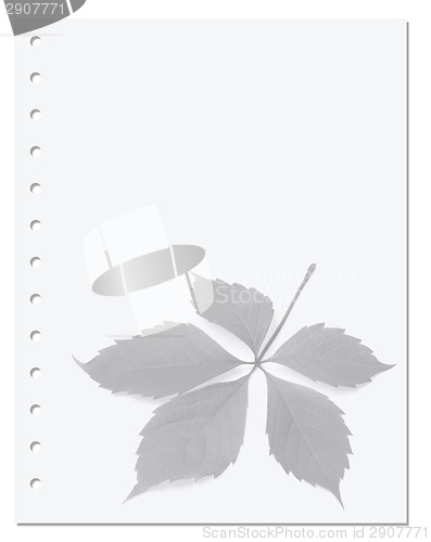 Image of Notebook paper with virginia creeper leaf