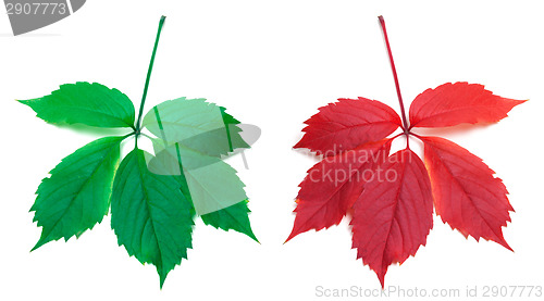 Image of Red autumn and green virginia creeper leaves 