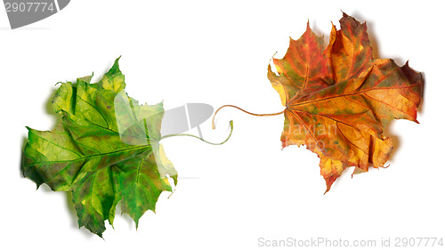 Image of Two dry maple-leafs, orange and green