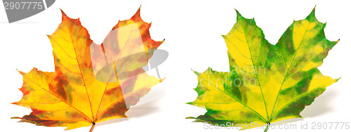 Image of Red and green yellowed maple leafs isolated on white background