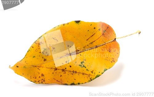 Image of Yellowed autumn leaf. Close-up view.