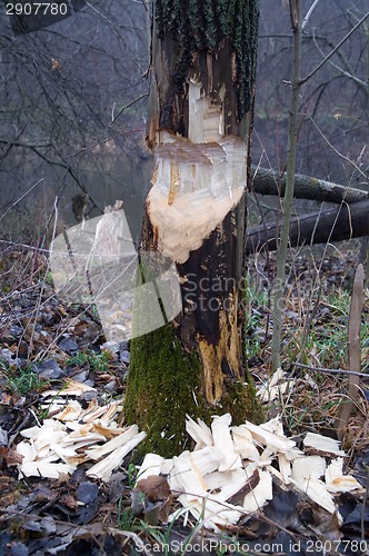 Image of Tree and beavers in autumn forest