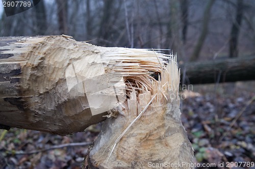 Image of Tree after beaver's job
