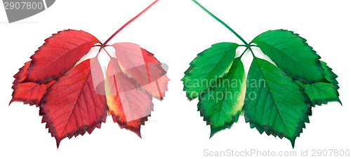 Image of Green and red yellowed leaves (virginia creeper leafs)