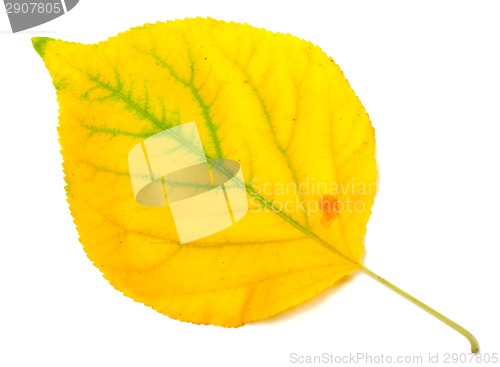 Image of Yellowed autumn poplar leaf. Close-up view.