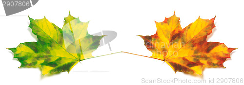 Image of Two yellowed autumn maple leafs