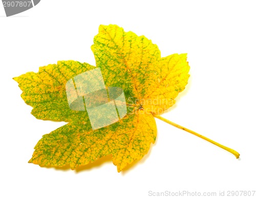 Image of Autumn leaf on white background