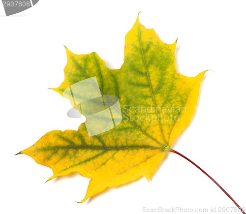 Image of Yellowed autumn maple leaf 