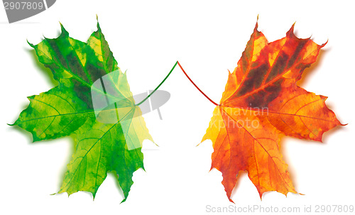 Image of Orange and green yellowed maple-leafs