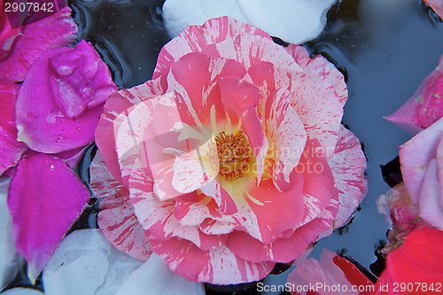 Image of Roses Flower Show