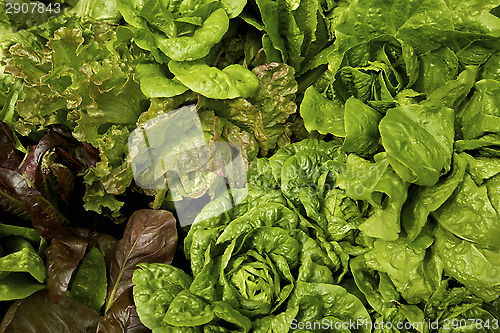 Image of Lettuce Vegetable Garden