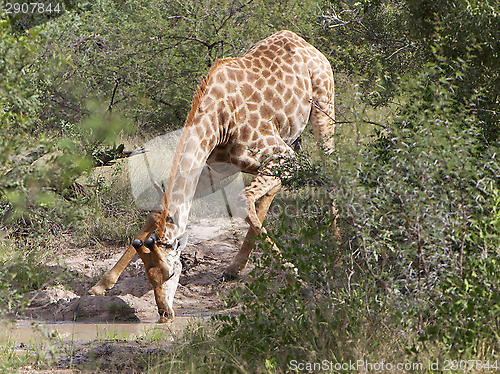 Image of Giraffe Drinking