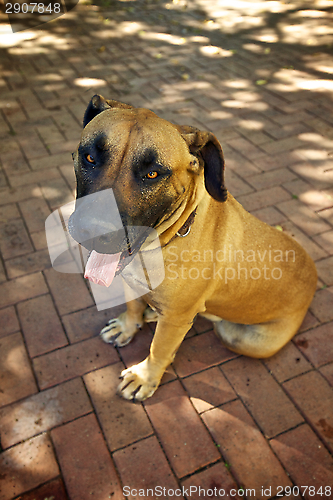 Image of Happy Boerboel dog