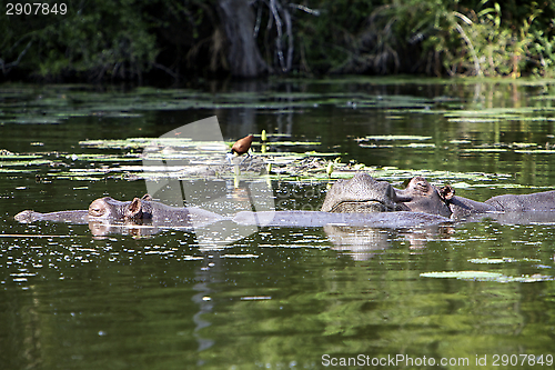 Image of Hippo Falling Asleep