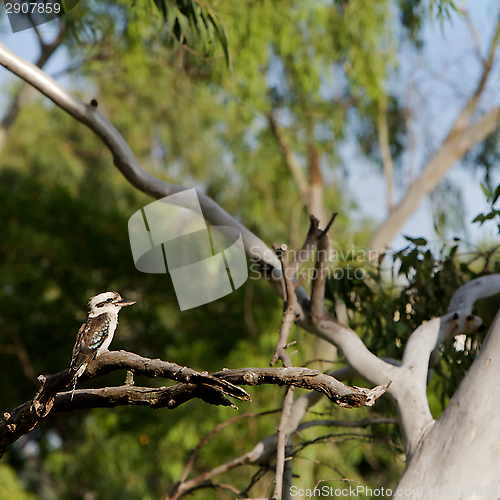 Image of Kookaburra, Australia