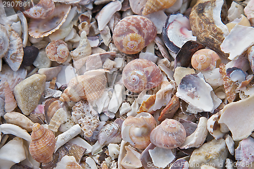 Image of Sea Shells