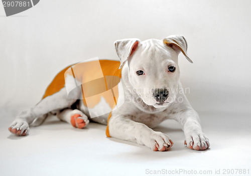 Image of American Staffordshire
