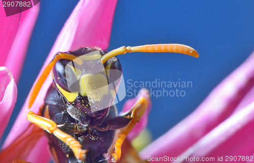 Image of Yellow Jacket (Wasp)