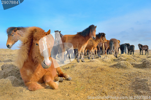 Image of Icelandic horses