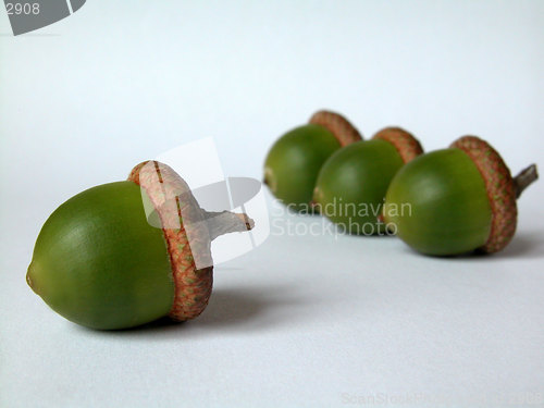 Image of acorns