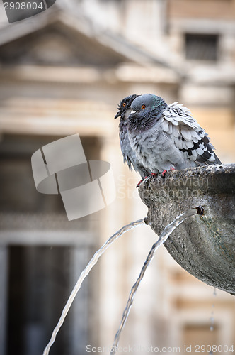 Image of Pigeons in fountain