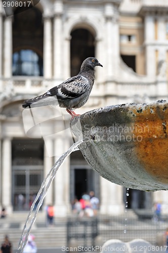 Image of Pigeons in fountain