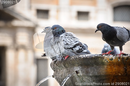 Image of Pigeons in fountain