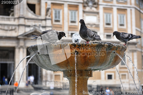 Image of Pigeons in fountain