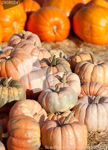 Image of pumpkin patch