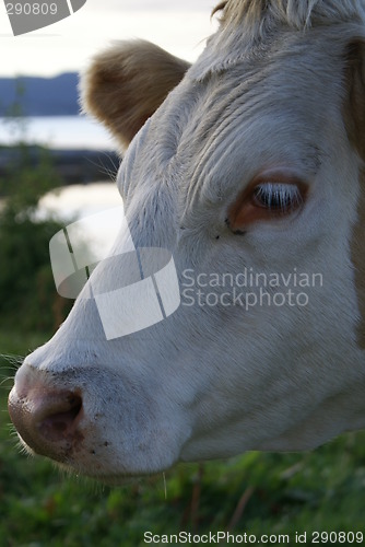 Image of norwegian bull