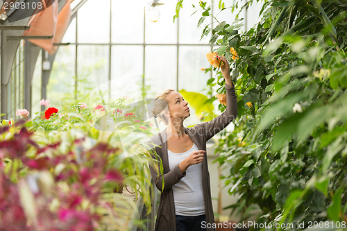 Image of Florists woman working in greenhouse. 