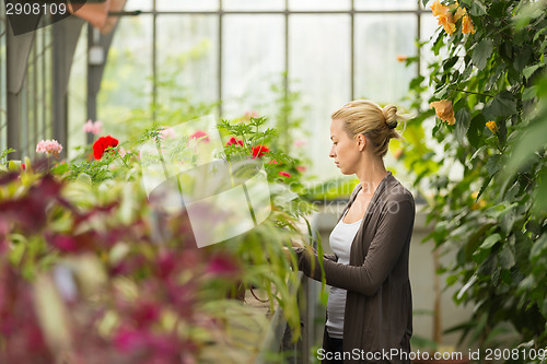 Image of Florists woman working in greenhouse. 